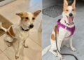 Hope Rises for Reunion as Missing Pet Dog Elsa Spotted in Dubai