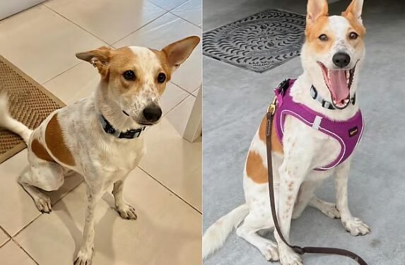 Hope Rises for Reunion as Missing Pet Dog Elsa Spotted in Dubai