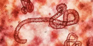 UAE Activates High-Level Health Surveillance to Monitor Ebola Developments