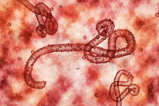 UAE Activates High-Level Health Surveillance to Monitor Ebola Developments