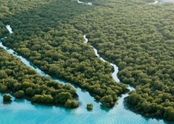 Abu Dhabi Unveils Pioneering Environmental Conservation Initiatives
