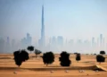 UAE Summer Heat Intensifies: Mercury Hits Year’s Highest at 48.6°C in Fujairah