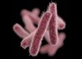 Shigella Outbreak in Kerala: Death Toll Rises to 5; High-Power Committee to be Formed