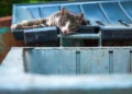 A sterilised stray cat with a tipped ear resting outdoors in Abu Dhabi