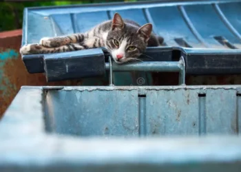 A sterilised stray cat with a tipped ear resting outdoors in Abu Dhabi